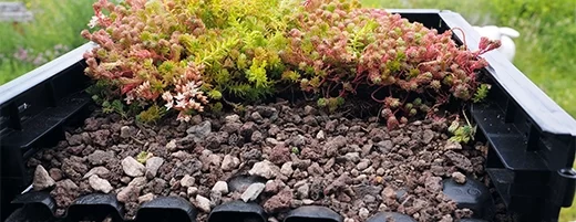 green roofs green walls